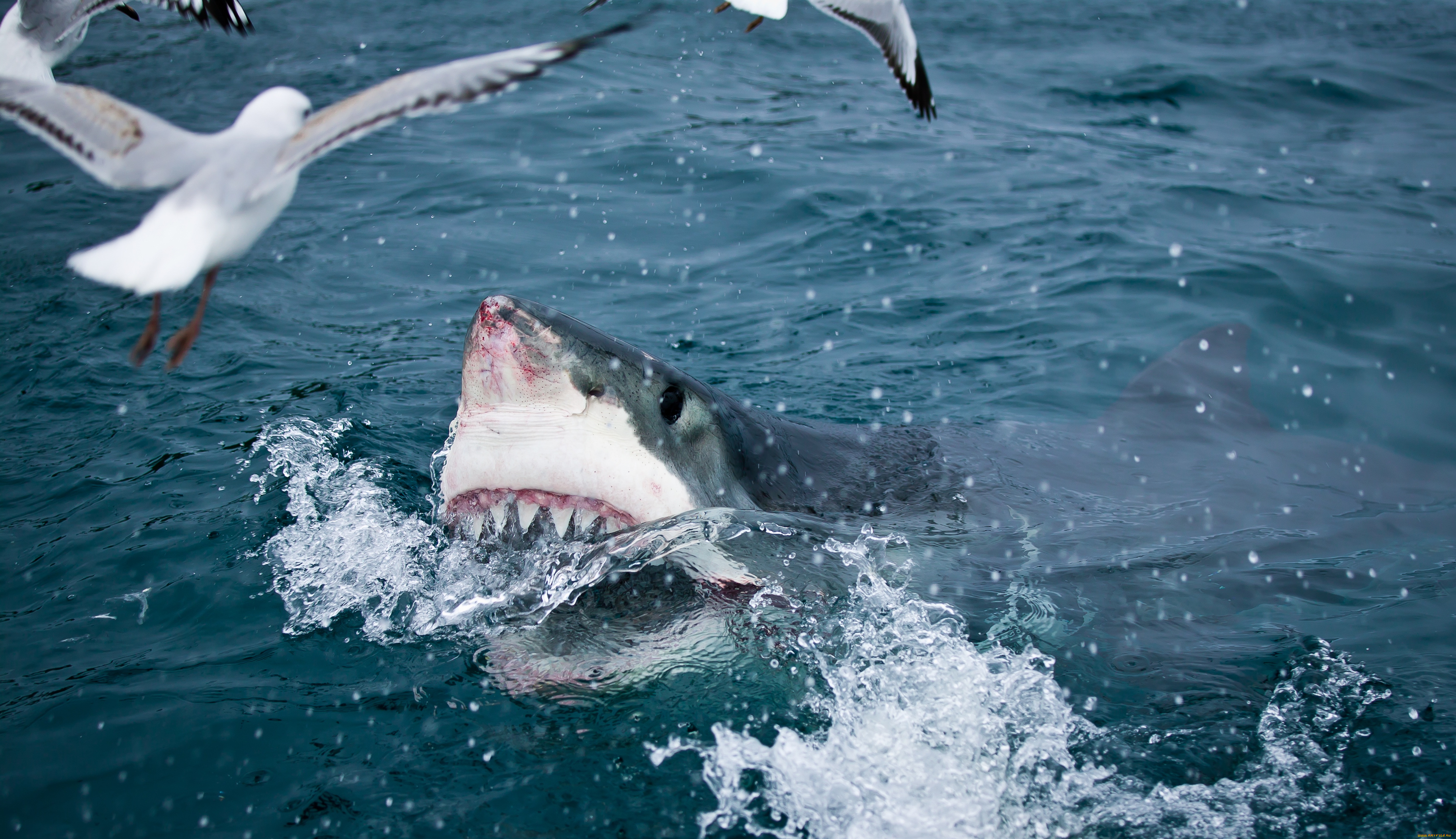 Нападения рыба. Белая акула. Большая белая акула. Акула охотится на рыбу.